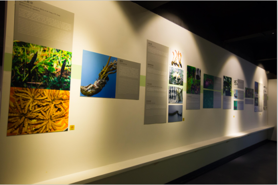 中國(guó)蟲(chóng)草博物館